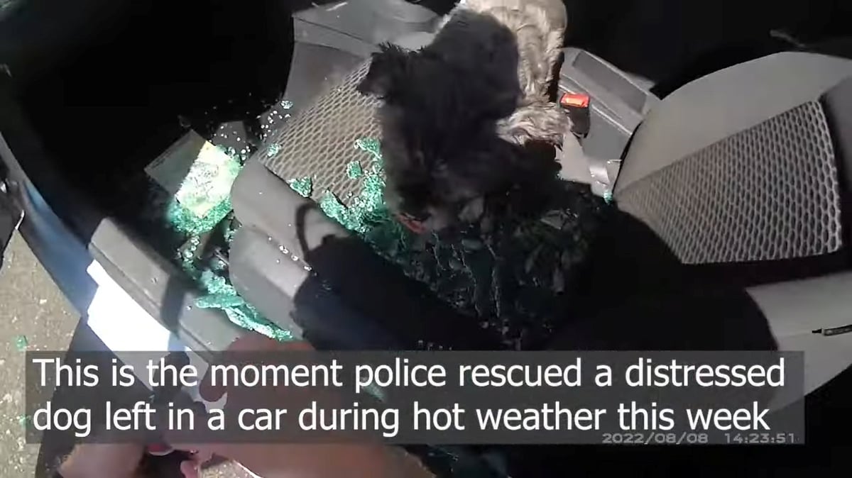 Watch as police smash their way into car to rescue dog trapped in soaring heat
