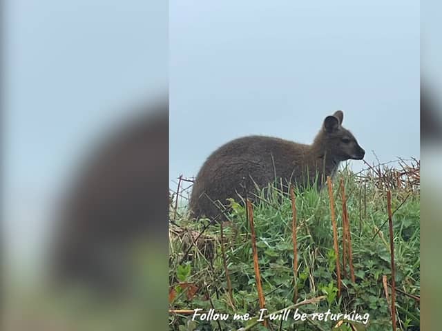 Wallaby spotted by locals in Devon 