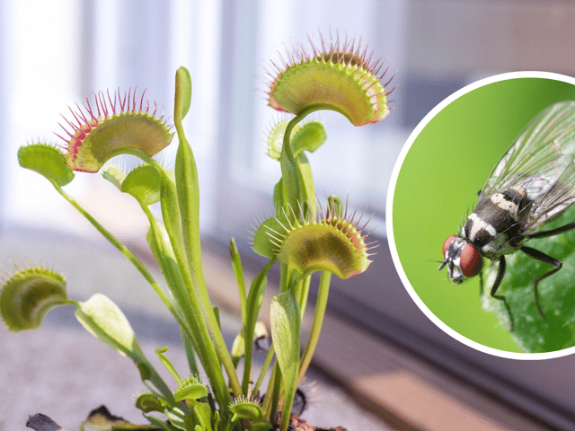 You may have heard of the Venus fly-trap, but there’s a whole host of insect-eating plants you can use to trap bugs