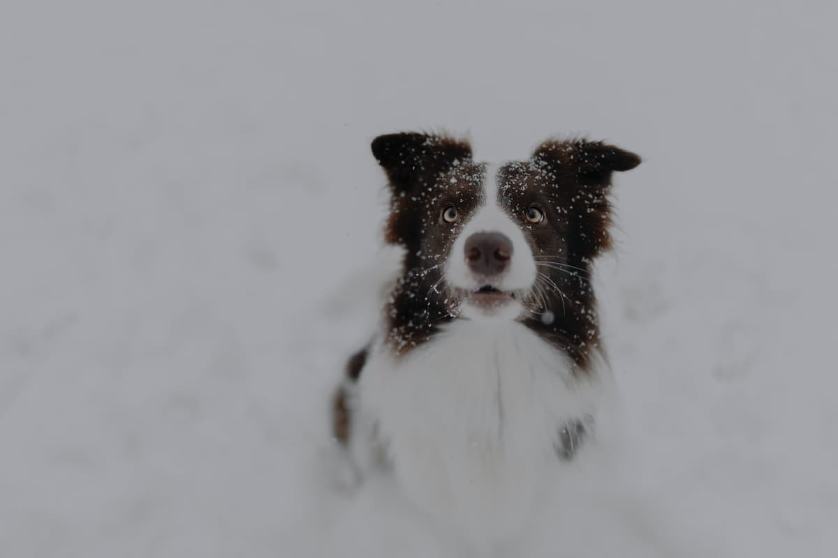 This is what experts say you should do to keep your dogs safe during snowy weather