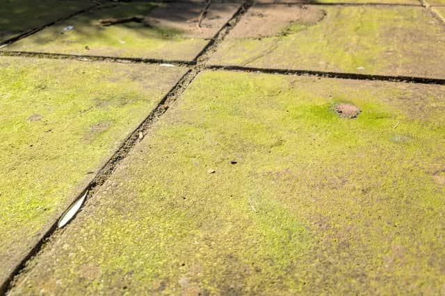 From a grotty, green patio...