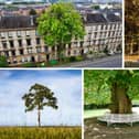 Across the UK, these spectacular trees have significant in literature, film, history and more