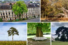 Across the UK, these spectacular trees have significant in literature, film, history and more