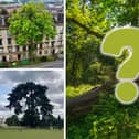 These five 'rooted in culture' trees made up the top 5 in this year's competition