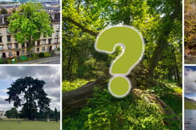 These five 'rooted in culture' trees made up the top 5 in this year's competition