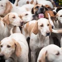 Culling foxes creates ‘chaos’ MLAs told as Stormont scrutinises hunting ban Bill