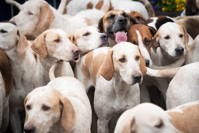 The Bill would ban hunting wild mammals with dogs and trail hunting