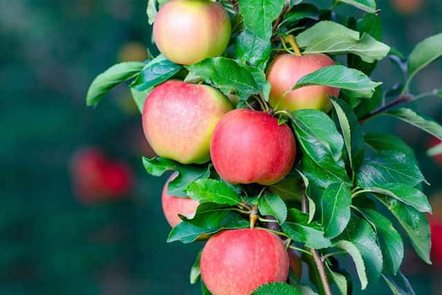 There are two varieties of apple to choose from - both heavy croppers
