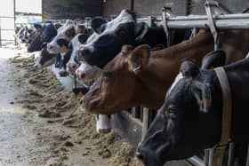   Farmers in Northern Ireland have been urged to be vigilant amid growing numbers of cases of the bluetongue virus in Britain and the Irish Republic.  