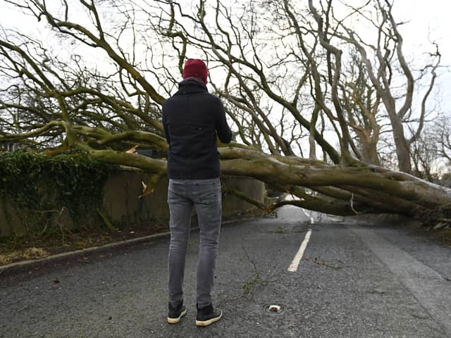 A fallen tree brought down during Storm Éowyn blocks the road in January 2025 in Holywood, near Belfast, Northern Ireland.