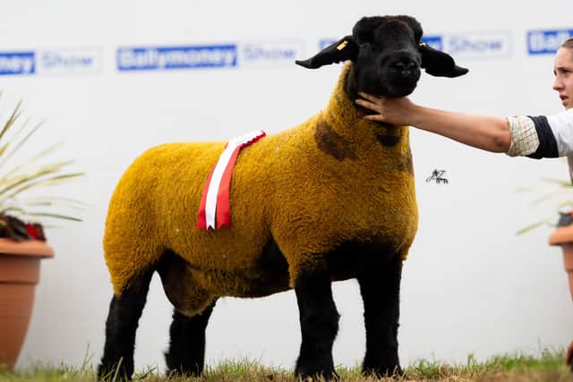 Ballynacannon Flock takes Sheep Interbreed Champion at Ballymoney Show 2026