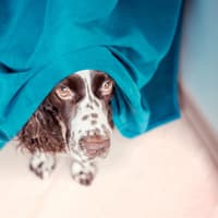 Hillsborough vet reveals what really happens to your dog when a firework goes BANG