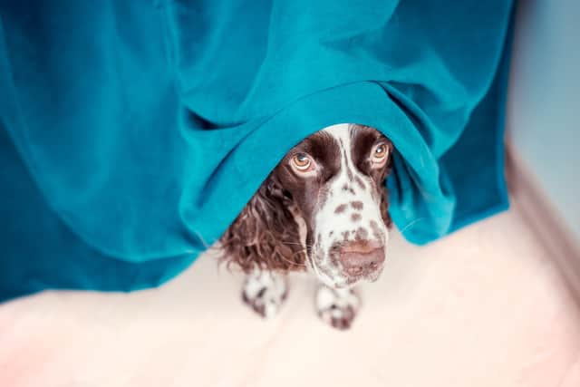 Dogs can detect sounds from around four times further away