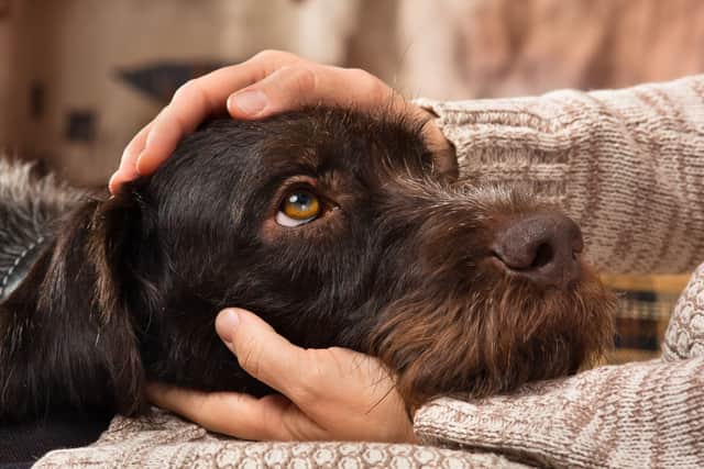 Fear isn't always as obvious as a shaking dog