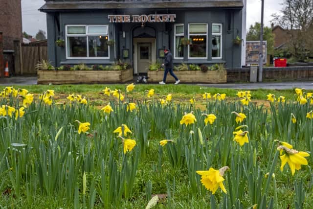 In late January the coldest days of the year might be yet to come, but there are signs of life returning, such as here in Rainhill, Merseyside, where field of daffodils have bloomed early (photographed on Friday January 24, 2020). Photo: Peter Byrne/PA Wire