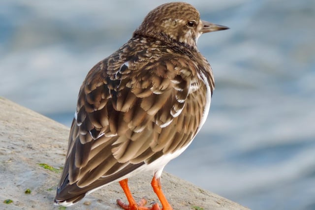 Turnstone in South Bay