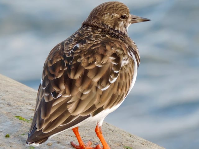 Turnstone in South Bay