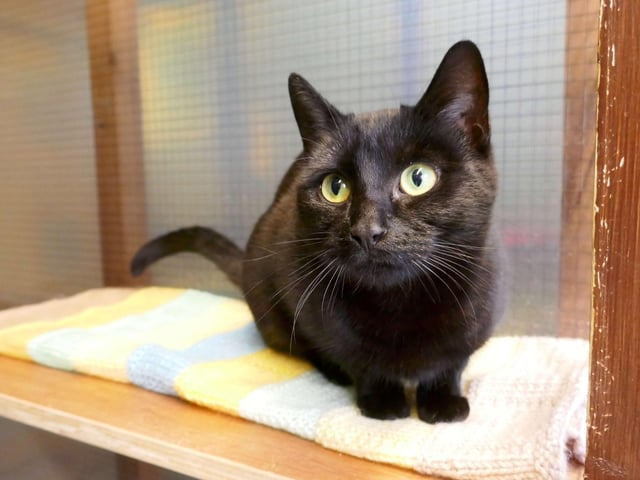 Candy is currently being looked after at Cats Protection's Eastbourne Adoption Centre and needs a new home. SUS-210312-093833001