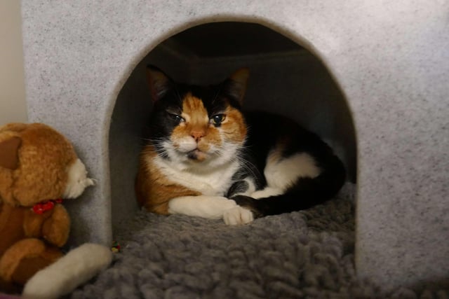Dinky  is currently being looked after at Cats Protection's Eastbourne Adoption Centre and needs a new home. She is going as a pair with Flossy. SUS-210312-093844001