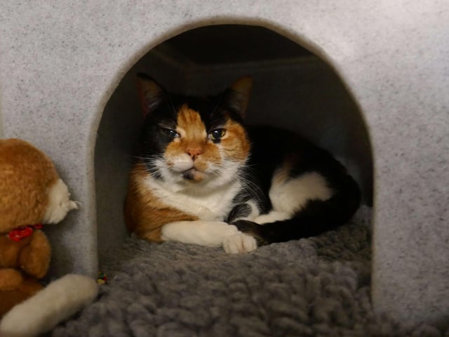 Dinky is currently being looked after at Cats Protection's Eastbourne Adoption Centre and needs a new home. She is going as a pair with Flossy. SUS-210312-093844001