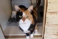 Flossy  is currently being looked after at Cats Protection's Eastbourne Adoption Centre and needs a new home. She is going as a pair with Dinky. SUS-210312-093855001