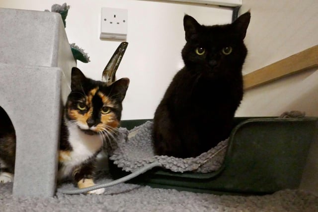 Lola and Buddy  is currently being looked after at Cats Protection's Eastbourne Adoption Centre and needs a new home. They are up for adoption as a pair. SUS-210312-093905001