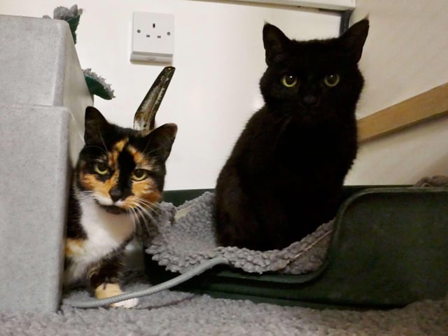 Lola and Buddy is currently being looked after at Cats Protection's Eastbourne Adoption Centre and needs a new home. They are up for adoption as a pair. SUS-210312-093905001