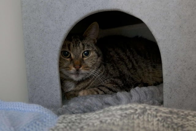 Alfie  is currently being looked after at Cats Protection's Eastbourne Adoption Centre and needs a new home. He is going as a pair with Bobby. SUS-210312-093822001