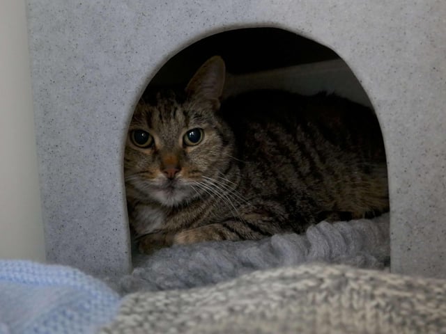 Alfie is currently being looked after at Cats Protection's Eastbourne Adoption Centre and needs a new home. He is going as a pair with Bobby. SUS-210312-093822001