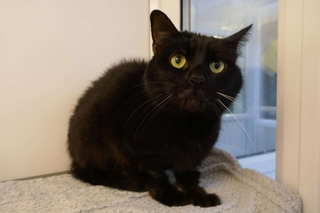 Alzler  is currently being looked after at Cats Protection's Eastbourne Adoption Centre and needs a new home. SUS-210312-093951001