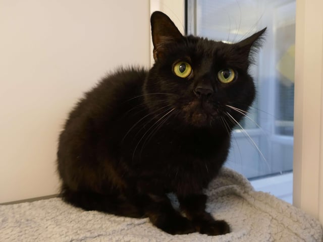 Alzler is currently being looked after at Cats Protection's Eastbourne Adoption Centre and needs a new home. SUS-210312-093951001