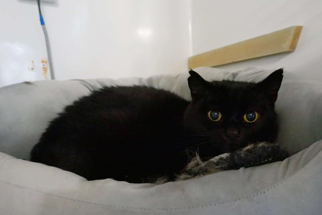 Bobby is currently being looked after at Cats Protection's Eastbourne Adoption Centre and needs a new home. He is going as a pair with Alfie. SUS-210312-093809001
