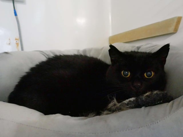 Bobby is currently being looked after at Cats Protection's Eastbourne Adoption Centre and needs a new home. He is going as a pair with Alfie. SUS-210312-093809001