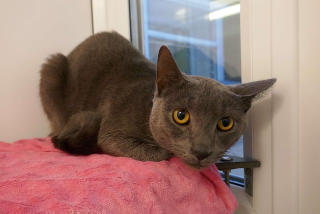 Smokey  is currently being looked after at Cats Protection's Eastbourne Adoption Centre and needs a new home. SUS-210312-093940001