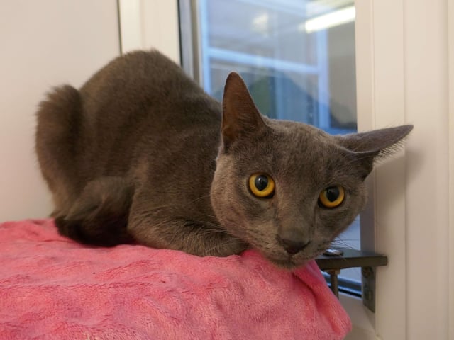 Smokey is currently being looked after at Cats Protection's Eastbourne Adoption Centre and needs a new home. SUS-210312-093940001