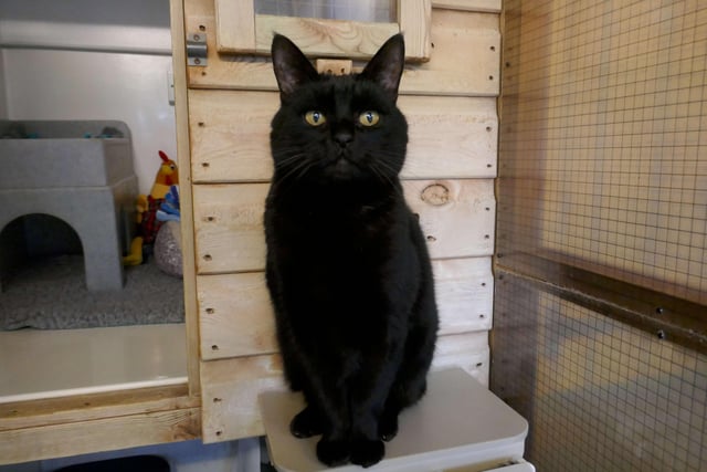 Lucky  is currently being looked after at Cats Protection's Eastbourne Adoption Centre and needs a new home. SUS-210312-093916001