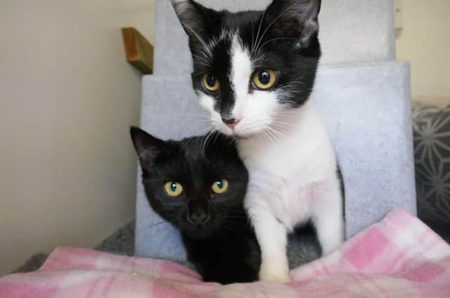 Shadow and Oreo  is currently being looked after at Cats Protection's Eastbourne Adoption Centre and needs a new home. They are up for adoption as a pair. SUS-210312-093928001