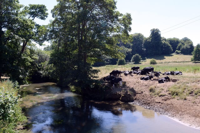 Cows by the River Rother in Midhurst.
