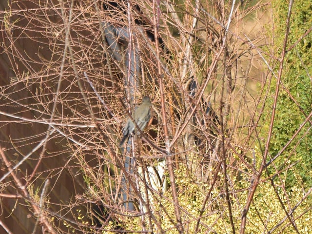 The American robin in Eastbourne. Picture from Dan Jessup SUS-221102-142918001