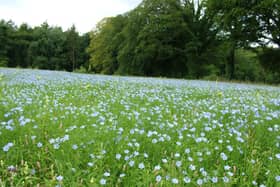 Despite late spring it was anticipated that the amount of acreage under flax in Ulster was likely to increase in 1877 according to a meeting of the Flax Supply Association this week in 1877