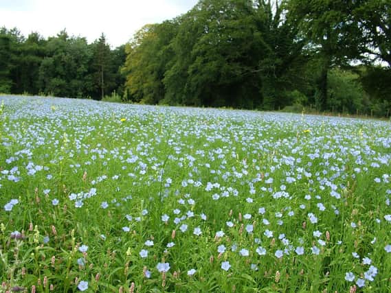 Despite late spring it was anticipated that the amount of acreage under flax in Ulster was likely to increase in 1877 according to a meeting of the Flax Supply Association this week in 1877
