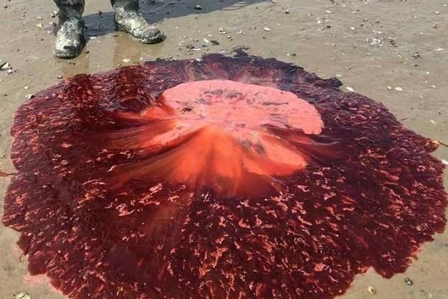 Lion's Mane Jellyfish have washed up on NI beaches