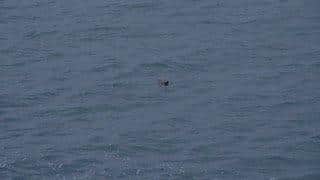 'Sammy' the seal pops up to see the swimmers.
