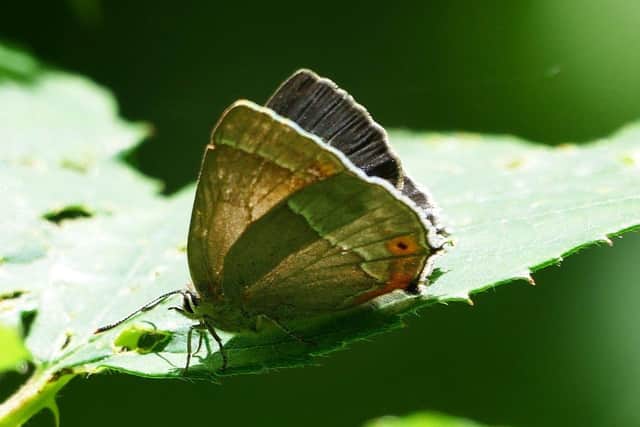 The Purple Hairstreak
