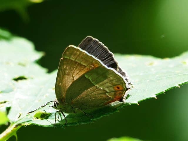 The Purple Hairstreak