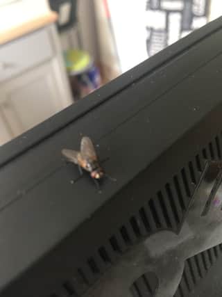 The fly finds a favoured spot on top of my monitor