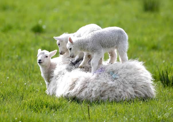 Spring lambs enjoy the Sunshine near Ballycastle, Co Antrim in April. Pic Steven McAuley/McAuley Multimedia