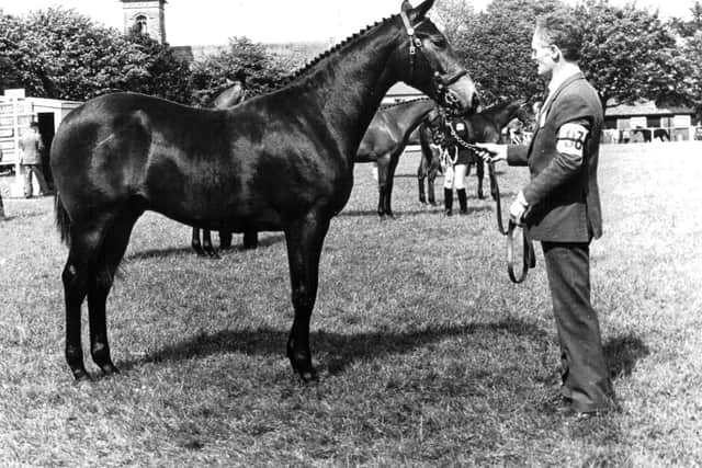 Pictured at the RUAS Balmoral Show in the 1980s is the winner of class 16 and champion yearling gelding Mr Gibson's Just William. Picture: Farming Life archives