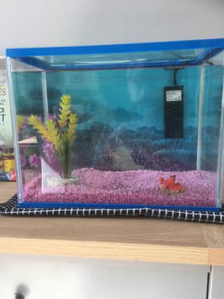The fish tank...with no fish