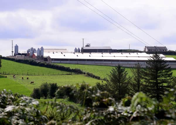 About 6,000 chickens have been killed in a fire at a farm in County Tyrone. (Photo: Arthur Allison/ Pacemaker Press)